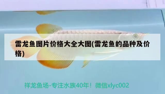 雷龍魚圖片價格大全大圖(雷龍魚的品種及價格) 雷龍魚圖片價格大全大圖(雷龍魚的品種及價格) 黃金貓魚百科