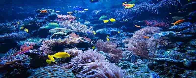 水族館能干嘛（水族館是一個展示和研究水下生物的場所，水族館如何提升環保意識）