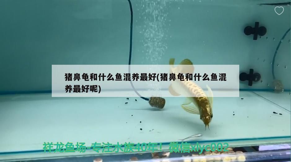 豬鼻龜和什么魚混養最好(豬鼻龜和什么魚混養最好呢) 豬鼻龜和什么魚混養最好(豬鼻龜和什么魚混養最好呢) 豬鼻龜百科