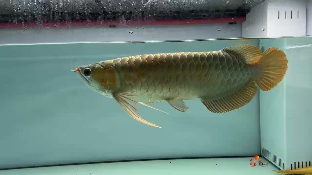 60cm 頓頭 大鰭尾