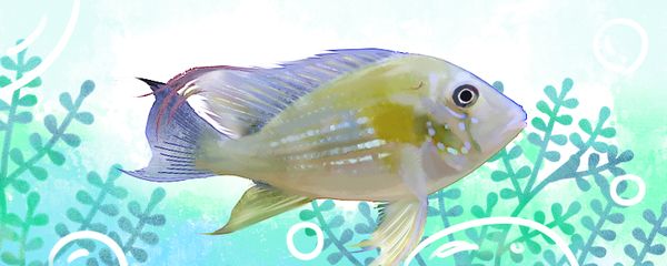 十大好養的大型熱帶魚推薦，適合新手的水族箱明星，新手必看，十大好養大型熱帶魚推薦，水族箱明星輕松養！