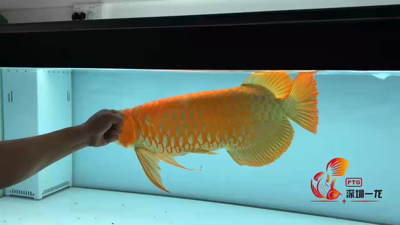 70cm 超大鰭尾