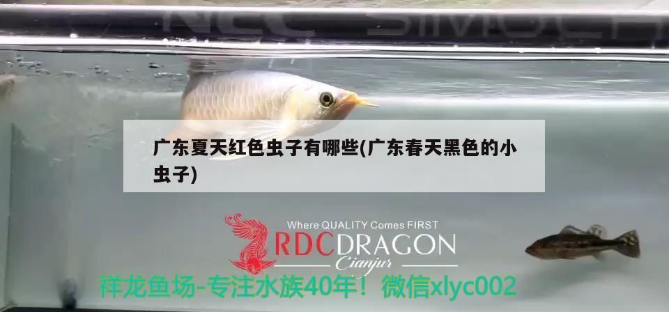 廣東夏天紅色蟲(chóng)子有哪些(廣東春天黑色的小蟲(chóng)子)