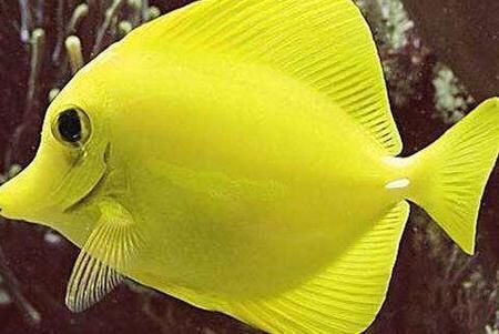 開水族館賣觀賞魚一年收入多少:開水族館出售觀賞魚 水族館百科(水族館加盟) 第1張 開水族館賣觀賞魚一年收入多少:開水族館出售觀賞魚 開水族館賣觀賞魚一年收入多少:開水族館出售觀賞魚 水族館百科(水族館加盟) 第1張