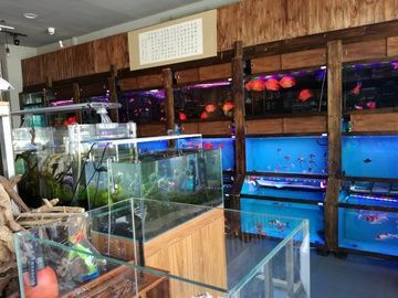開水族館賣觀賞魚一年收入多少:開水族館出售觀賞魚 水族館百科(水族館加盟) 第3張 開水族館賣觀賞魚一年收入多少:開水族館出售觀賞魚 開水族館賣觀賞魚一年收入多少:開水族館出售觀賞魚 水族館百科(水族館加盟) 第3張