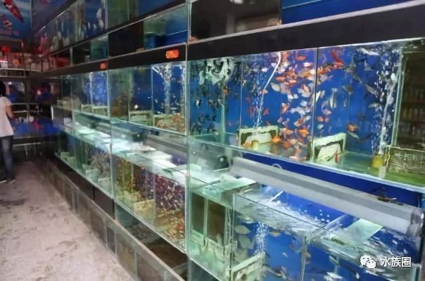 開水族館賣觀賞魚一年收入多少:開水族館出售觀賞魚 水族館百科(水族館加盟) 第2張 開水族館賣觀賞魚一年收入多少:開水族館出售觀賞魚 開水族館賣觀賞魚一年收入多少:開水族館出售觀賞魚 水族館百科(水族館加盟) 第2張