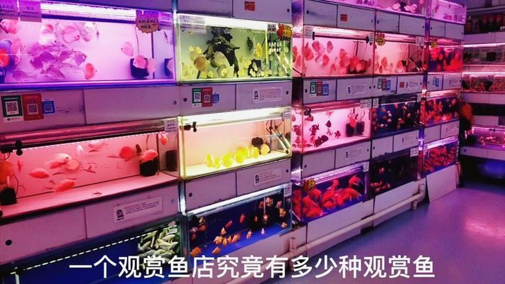 懷仁觀賞魚店有哪些品種（懷仁市明懷西街觀賞魚店成立于2018年09月27日）