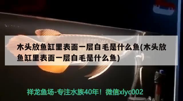 木頭放魚缸里表面一層白毛是什么魚(木頭放魚缸里表面一層白毛是什么魚)