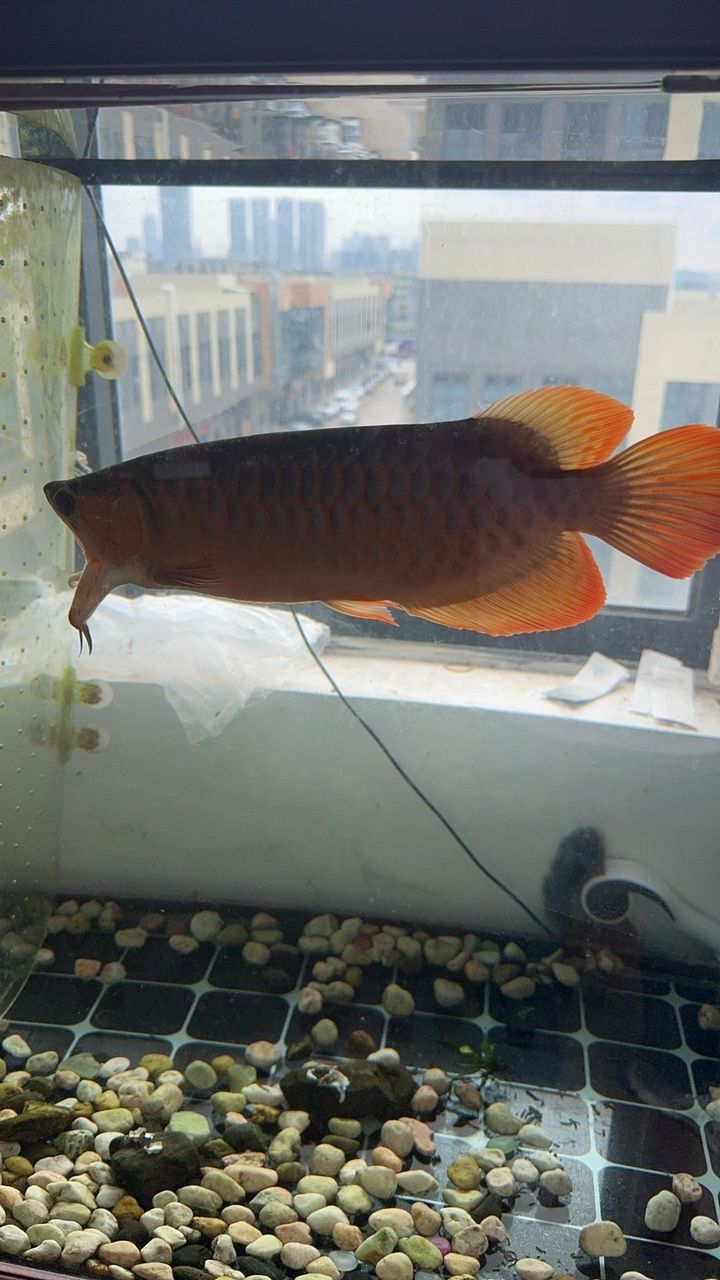 哀悼我的小紅龍