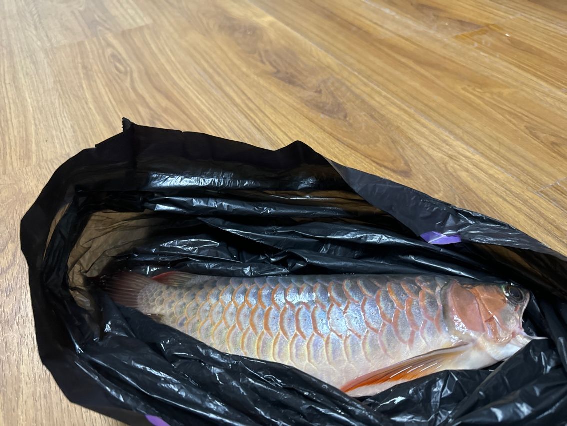 能推薦一些適合孔雀魚的燈光嗎，孔雀魚的燈光選擇 能推薦一些適合孔雀魚的燈光嗎，孔雀魚的燈光選擇 龍魚百科 第1張