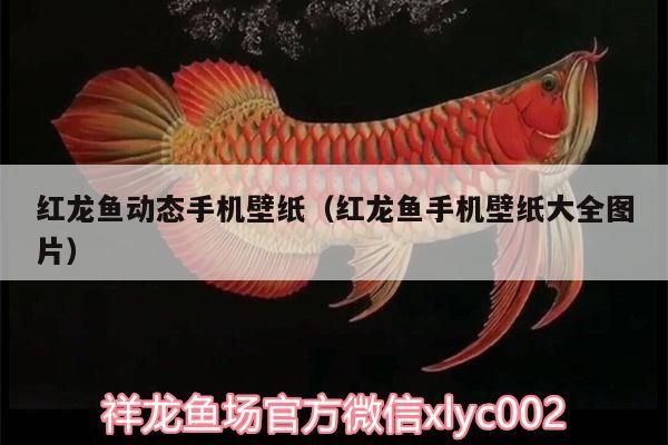 紅龍魚動態手機壁紙（紅龍魚手機壁紙大全圖片）