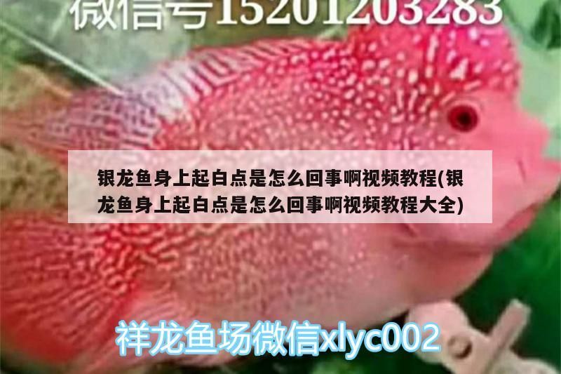 銀龍魚身上起白點是怎么回事啊視頻教程(銀龍魚身上起白點是怎么回事啊視頻教程大全) 銀龍魚身上起白點是怎么回事啊視頻教程(銀龍魚身上起白點是怎么回事啊視頻教程大全) 銀龍魚百科