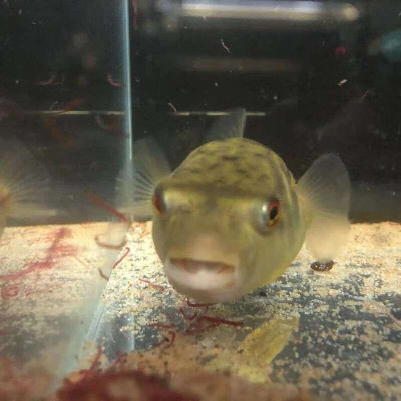十八子魚圖片大全，品種、養殖與觀賞指南，十八子魚品種圖鑒，養殖技巧與觀賞指南大全