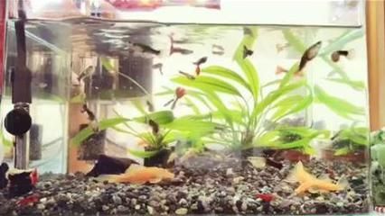 元寶鳳凰魚換水頻率建議：元寶鳳凰魚換水頻率建議根據(jù)魚缸大小和水質(zhì)情況而定