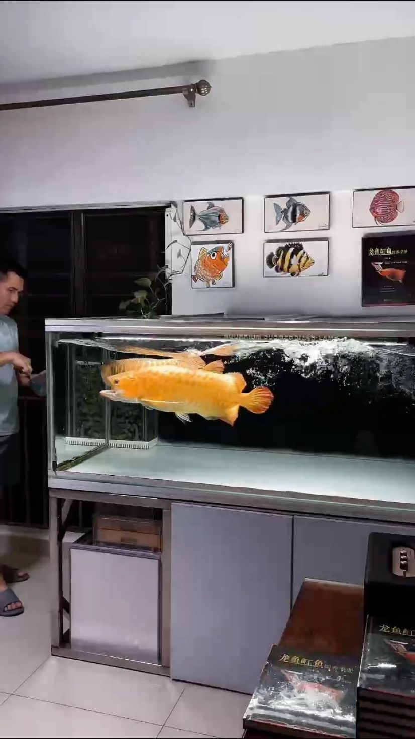開飯！ 開飯！ 龍魚論壇