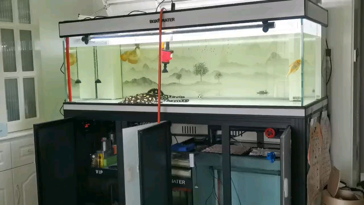 喜歡沒有截止日期！ 喜歡沒有截止日期！ 龍魚論壇