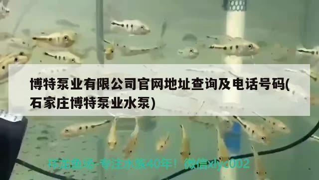 博特泵業(yè)有限公司官網(wǎng)地址查詢及電話號碼(石家莊博特泵業(yè)水泵)