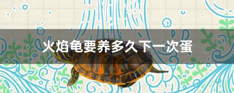 火焰龜要養多久下一次蛋 火焰龜要養多久下一次蛋 元寶鳳凰魚百科 第1張