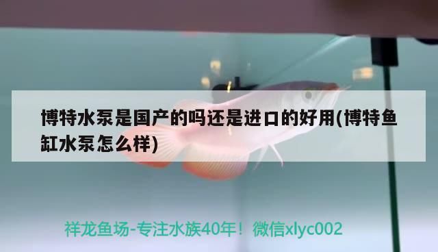 博特水泵是國產(chǎn)的嗎還是進(jìn)口的好用(博特魚缸水泵怎么樣) 博特水泵是國產(chǎn)的嗎還是進(jìn)口的好用(博特魚缸水泵怎么樣) 博特水族