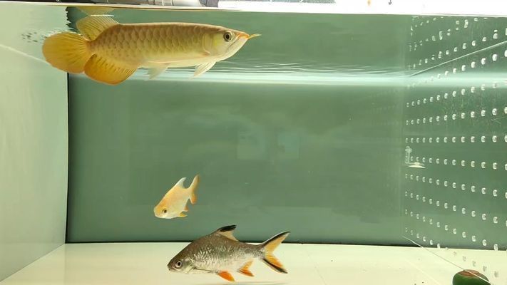 祥龍魚場的人工飼料價格是多少？，祥龍魚場人工飼料價格 祥龍魚場的人工飼料價格是多少？，祥龍魚場人工飼料價格 龍魚百科 第1張