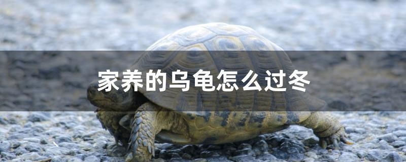 家養(yǎng)的烏龜怎么過冬 家養(yǎng)的烏龜怎么過冬 九鼎魚缸