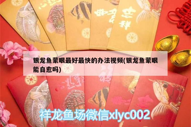 銀龍魚蒙眼最好最快的辦法視頻(銀龍魚蒙眼能自愈嗎) 銀龍魚蒙眼最好最快的辦法視頻(銀龍魚蒙眼能自愈嗎) 銀龍魚百科