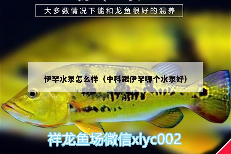 龍魚干蝦有營養嗎 伊罕水泵怎么樣(中科跟伊罕哪個水泵好) 伊罕水族 伊罕水泵怎么樣(中科跟伊罕哪個水泵好) 伊罕水泵怎么樣(中科跟伊罕哪個水泵好) 伊罕水族