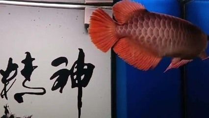 紅龍魚混養環境布置技巧：紅龍魚混養環境的布置 紅龍魚混養環境布置技巧：紅龍魚混養環境的布置 紅龍魚百科 第4張