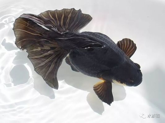 60厘米長魚缸養(yǎng)多少金魚好：60厘米的魚缸適合養(yǎng)什么魚？