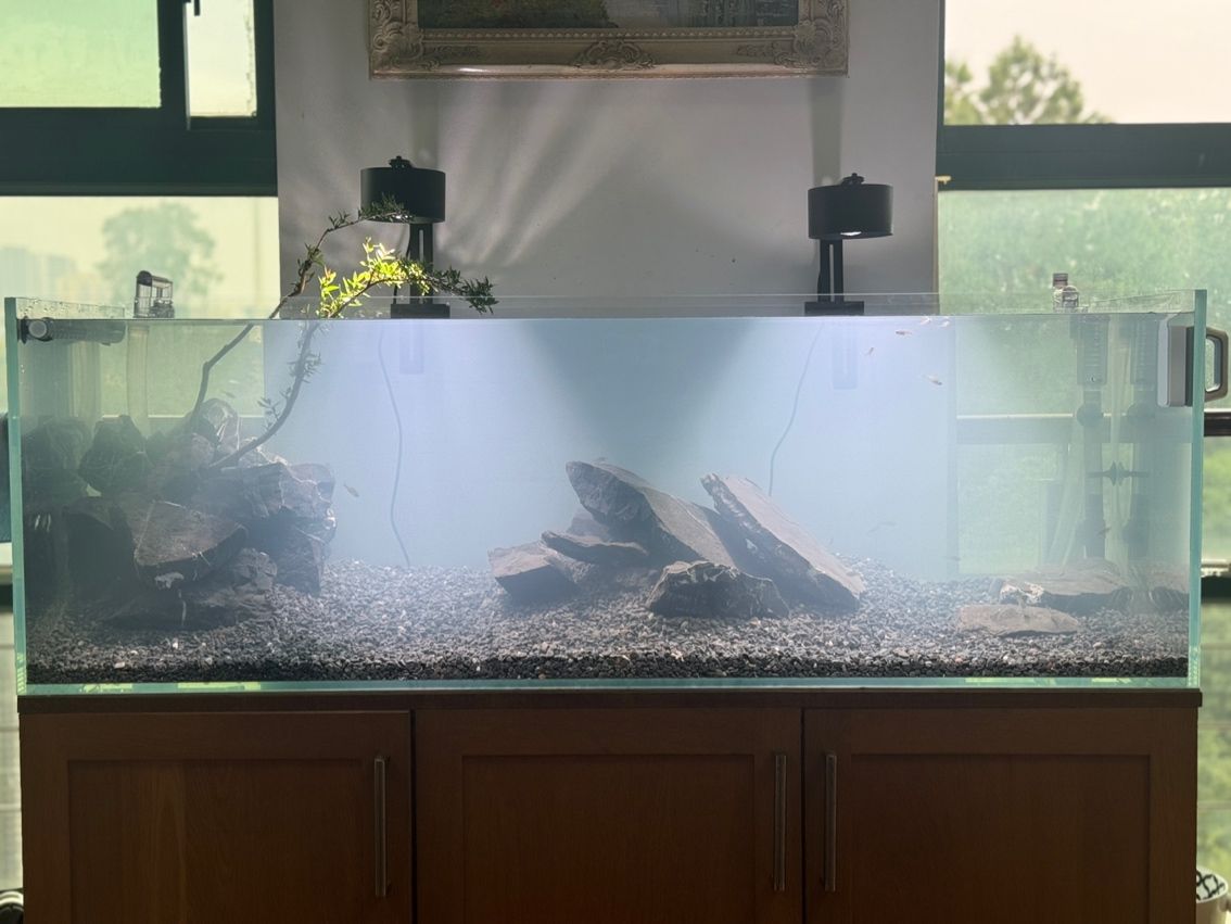 水草缸翻缸溪流… 水草缸翻缸溪流… 龍魚論壇 第2張