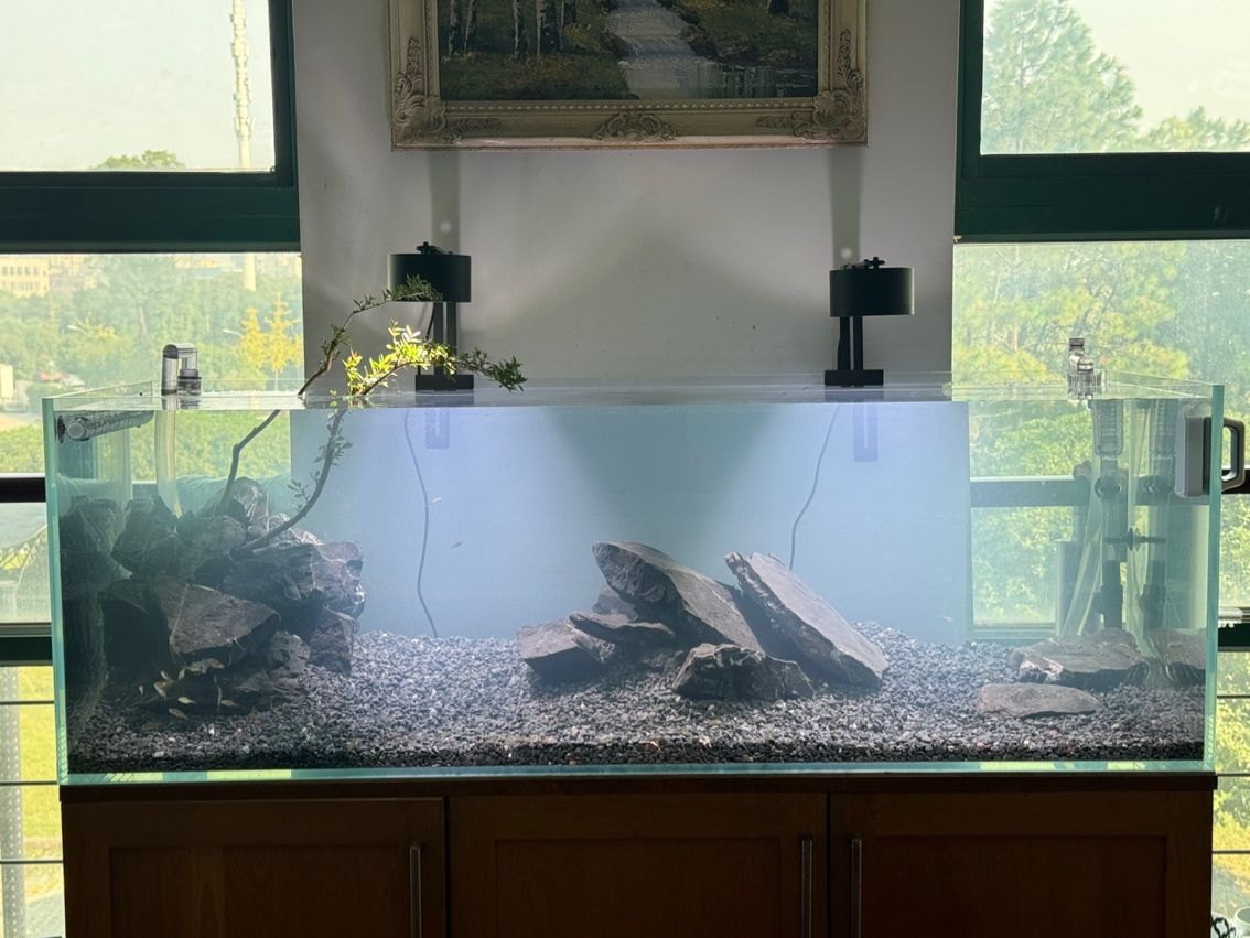 水草缸翻缸溪流… 水草缸翻缸溪流… 龍魚論壇 第3張