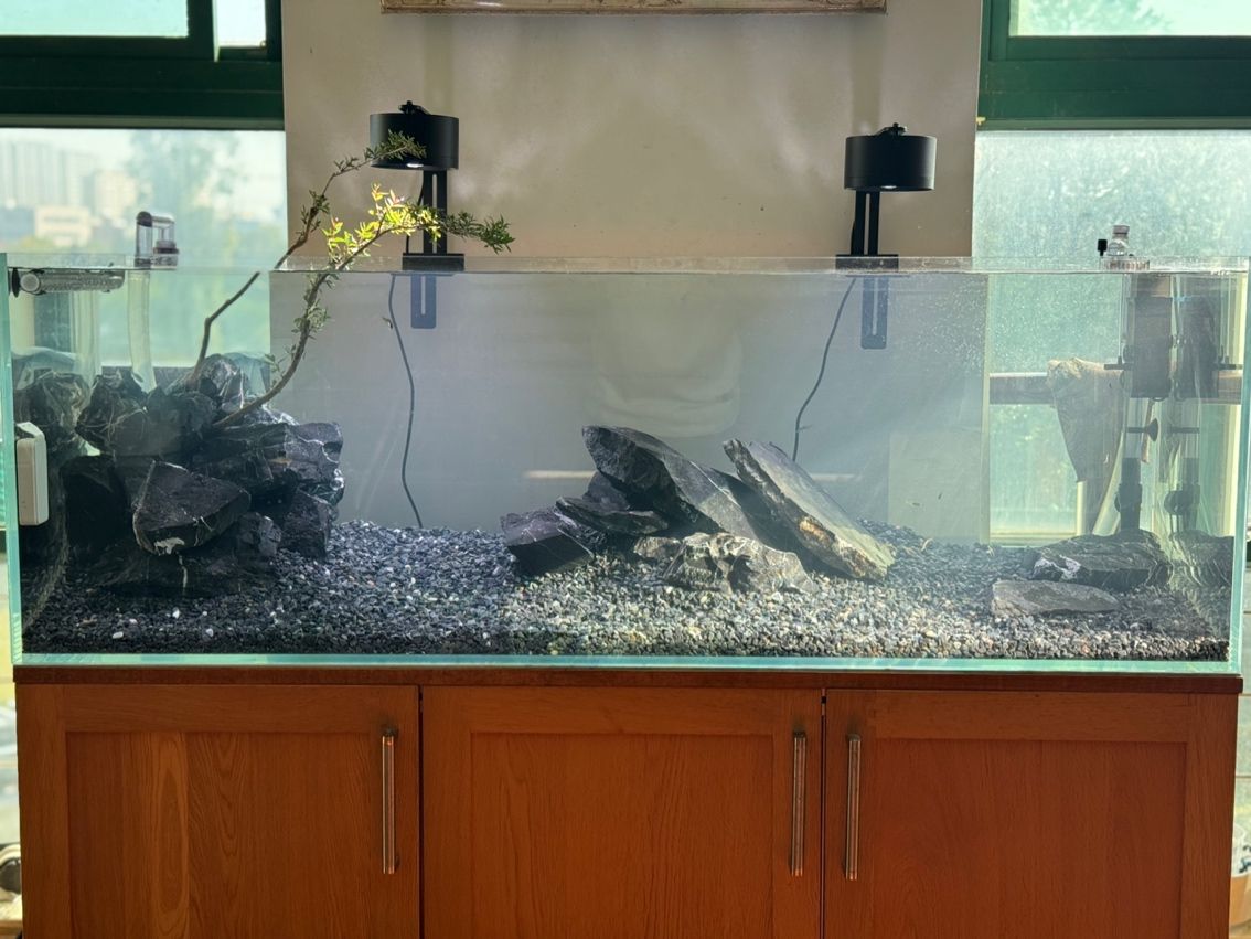 水草缸翻缸溪流… 水草缸翻缸溪流… 龍魚論壇 第4張