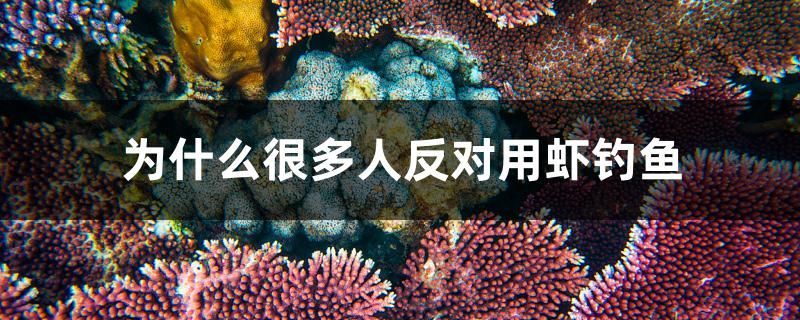 曼龍魚為什么咬其他魚，，曼龍魚為什么咬其他魚