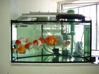 30的魚缸是什么意思：“30的魚缸”與“30的魚缸”的區別