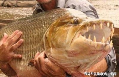 泰國虎魚與水虎魚區別，泰國虎魚與水虎魚的區別