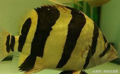 泰國虎魚與水虎魚區別，泰國虎魚與水虎魚的區別