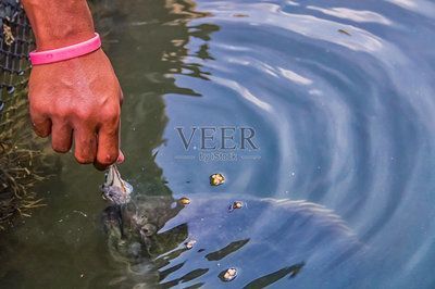 泰國虎魚與水虎魚區別，泰國虎魚與水虎魚的區別