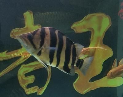 泰國虎魚與水虎魚區別，泰國虎魚與水虎魚的區別