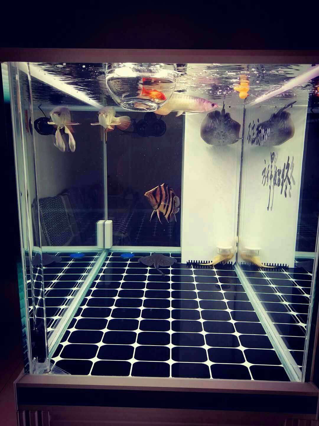 龍虎斗龍魚圈 龍虎斗龍魚圈 黃金貓魚百科 第1張
