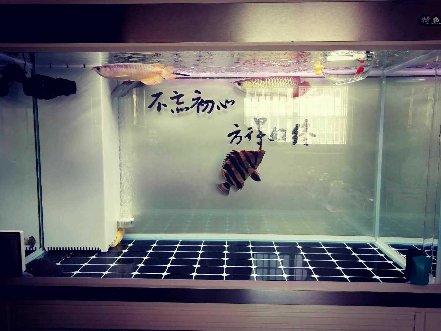 龍虎斗龍魚圈 龍虎斗龍魚圈 黃金貓魚百科 第2張