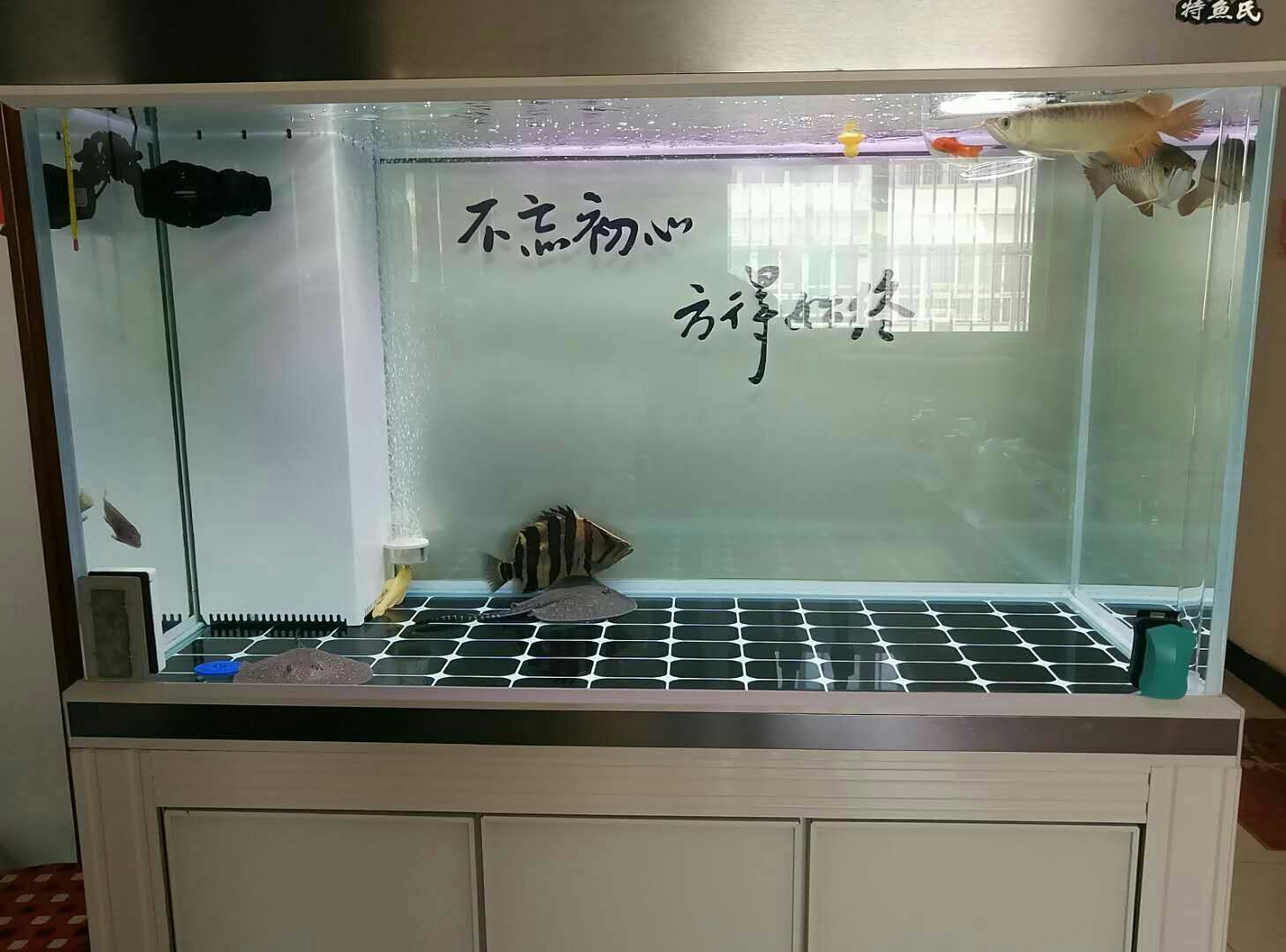 龍虎斗龍魚圈 龍虎斗龍魚圈 黃金貓魚百科 第3張