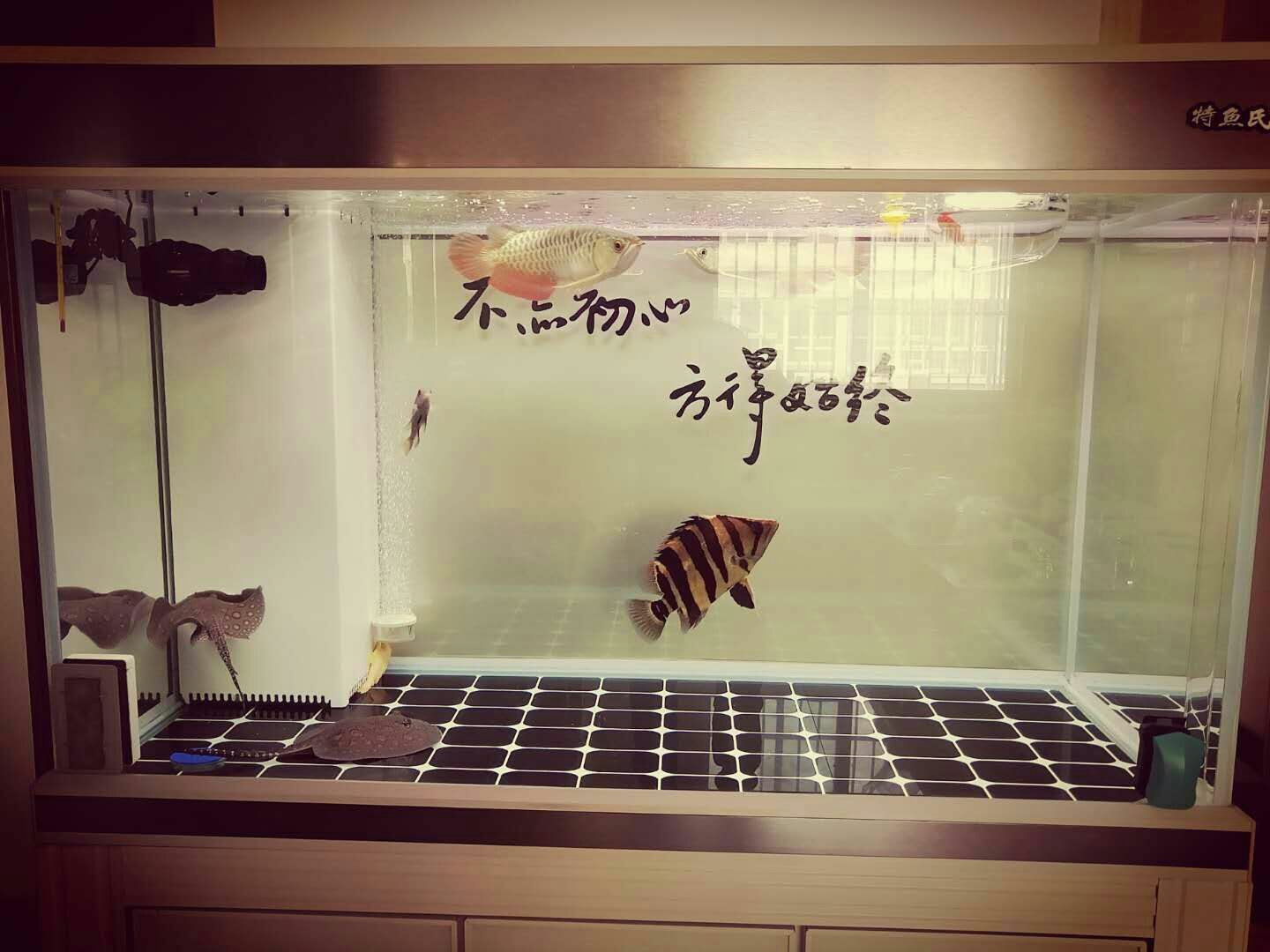 龍虎斗龍魚圈 龍虎斗龍魚圈 黃金貓魚百科 第4張