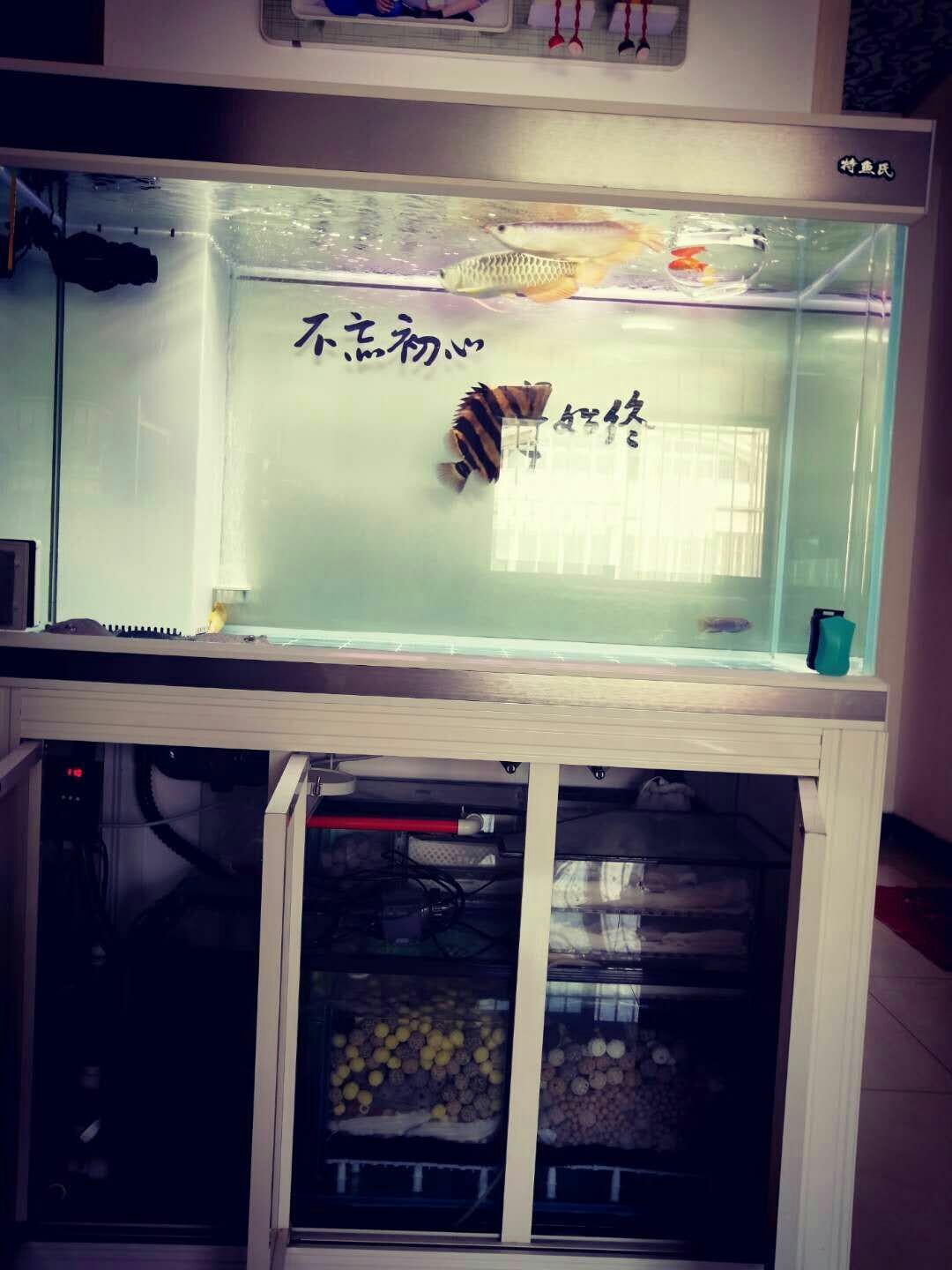 龍虎斗龍魚圈 龍虎斗龍魚圈 黃金貓魚百科 第5張