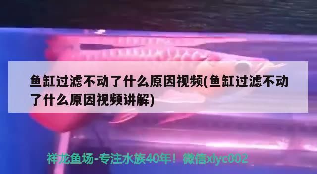 魚缸用增氧泵價格是多少:魚缸增氧機-xtrac增氧機-xtrac增氧機 魚缸過濾不動了什么原因視頻(魚缸過濾不動了什么原因視頻講解) 觀賞魚百科 魚缸過濾不動了什么原因視頻(魚缸過濾不動了什么原因視頻講解) 魚缸過濾不動了什么原因視頻(魚缸過濾不動了什么原因視頻講解) 觀賞魚百科