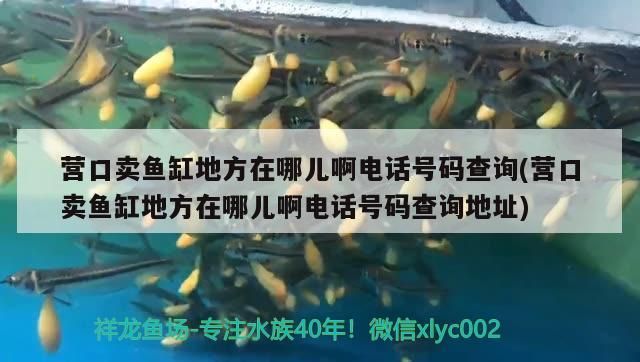 營口賣魚缸地方在哪兒啊電話號碼查詢(營口賣魚缸地方在哪兒啊電話號碼查詢地址) 營口賣魚缸地方在哪兒啊電話號碼查詢(營口賣魚缸地方在哪兒啊電話號碼查詢地址) 九鼎魚缸