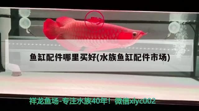 觀賞魚 龍魚蒙眼病圖片(龍魚蒙眼圖片幾個時期的圖片) iwish愛唯希品牌魚缸 龍魚蒙眼病圖片(龍魚蒙眼圖片幾個時期的圖片) 龍魚蒙眼病圖片(龍魚蒙眼圖片幾個時期的圖片) iwish愛唯希品牌魚缸
