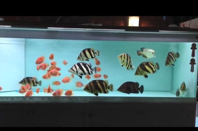 養魟魚缸底用什么顏色：養魟魚缸底用什么顏色好