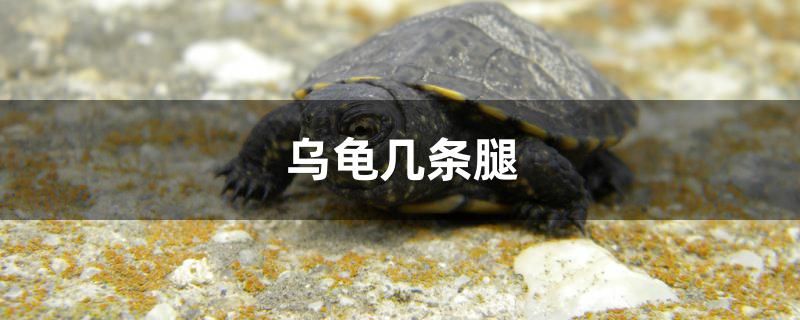 烏龜幾條腿