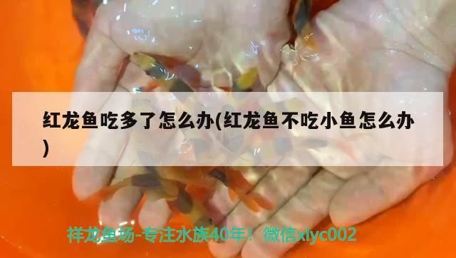 紅龍魚吃多了怎么辦(紅龍魚不吃小魚怎么辦) 紅龍魚吃多了怎么辦(紅龍魚不吃小魚怎么辦) 金龍魚百科
