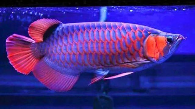 藍(lán)底缸養(yǎng)紅龍魚(yú)：藍(lán)底缸養(yǎng)殖紅龍魚(yú)的方法 藍(lán)底缸養(yǎng)紅龍魚(yú)：藍(lán)底缸養(yǎng)殖紅龍魚(yú)的方法 紅龍魚(yú)百科 第1張
